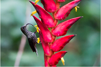 flora y fauna