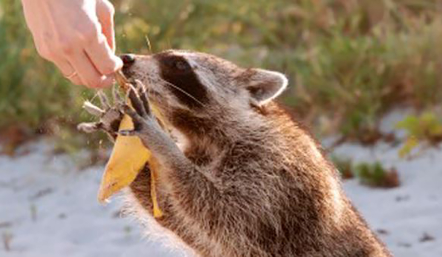 ARE YOU ONE OF THE PEOPLE THAT FEED WILD ANIMALS?
